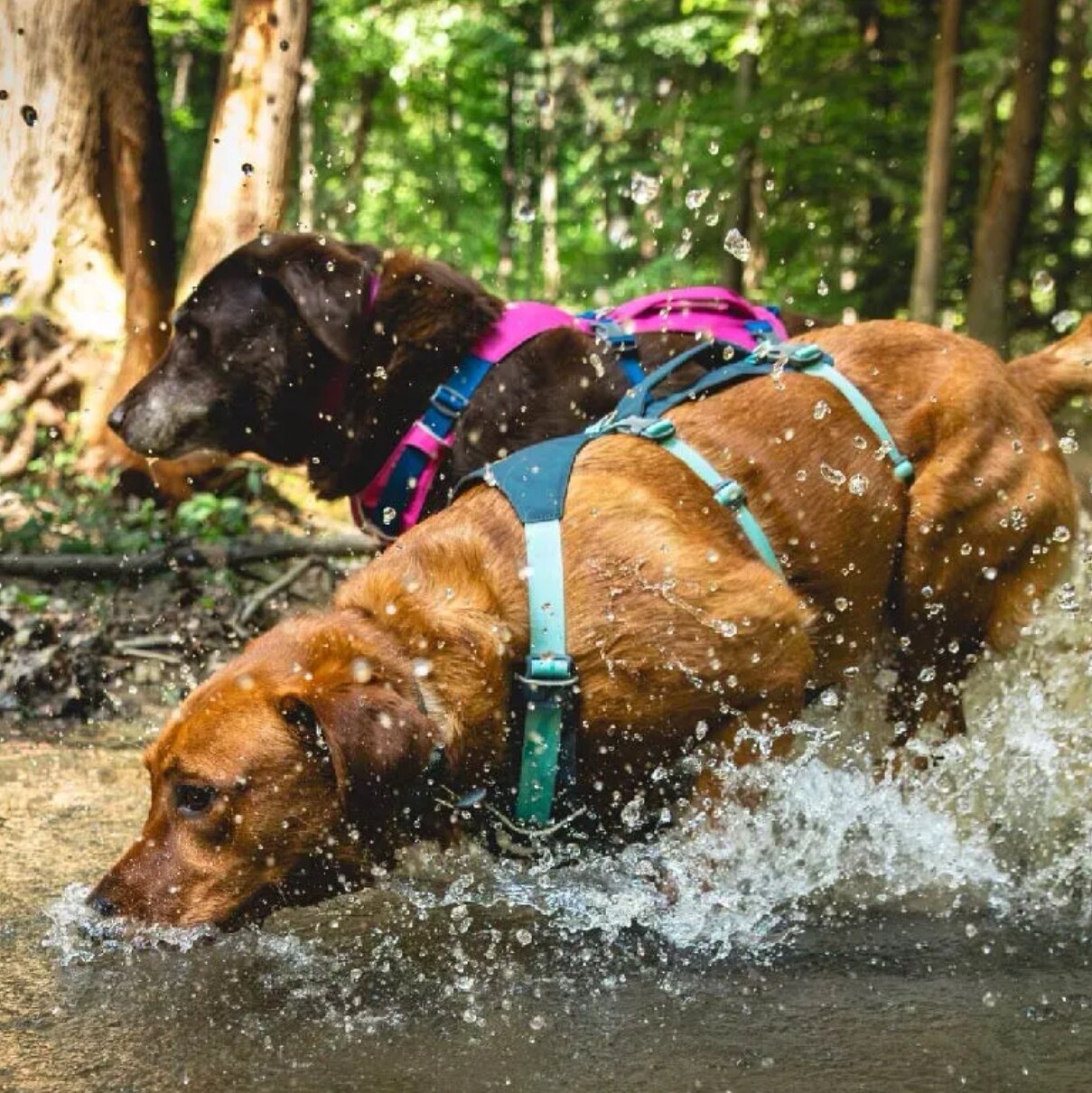 美国拉夫威尔佛格兰胸背Ruffwear拉夫狗狗牵引防爆项圈RW