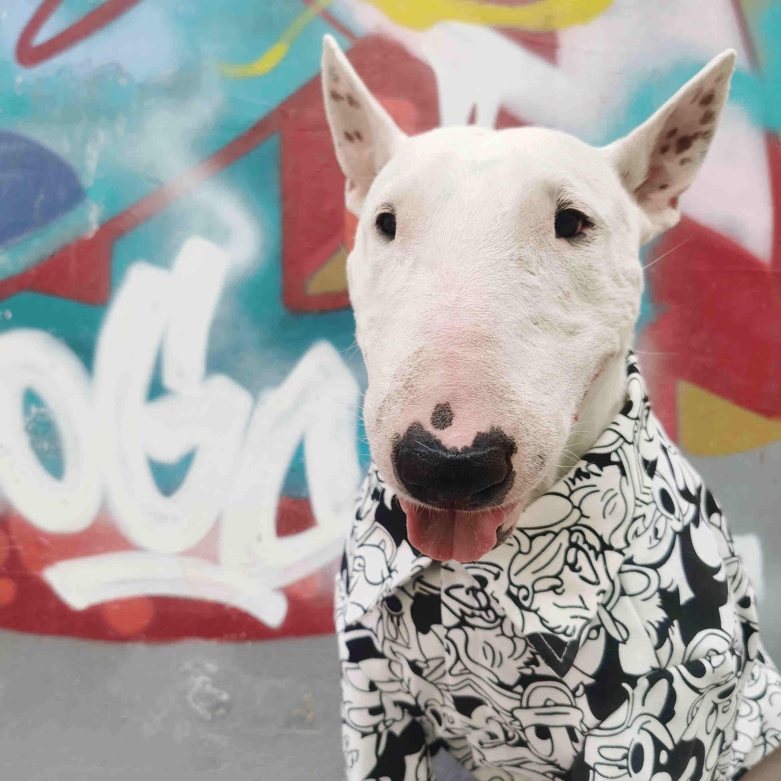 黑白米奇狗狗衬衫大小型犬宠物衬衣牛头梗拉布拉多法斗恶霸斯塔福