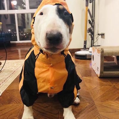 耐用防脏狗雨衣斯塔福中大型犬