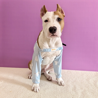 白鸽纯棉护肘袖套小中大型犬恶霸斯塔福牛头梗哈士奇边牧拉布拉多