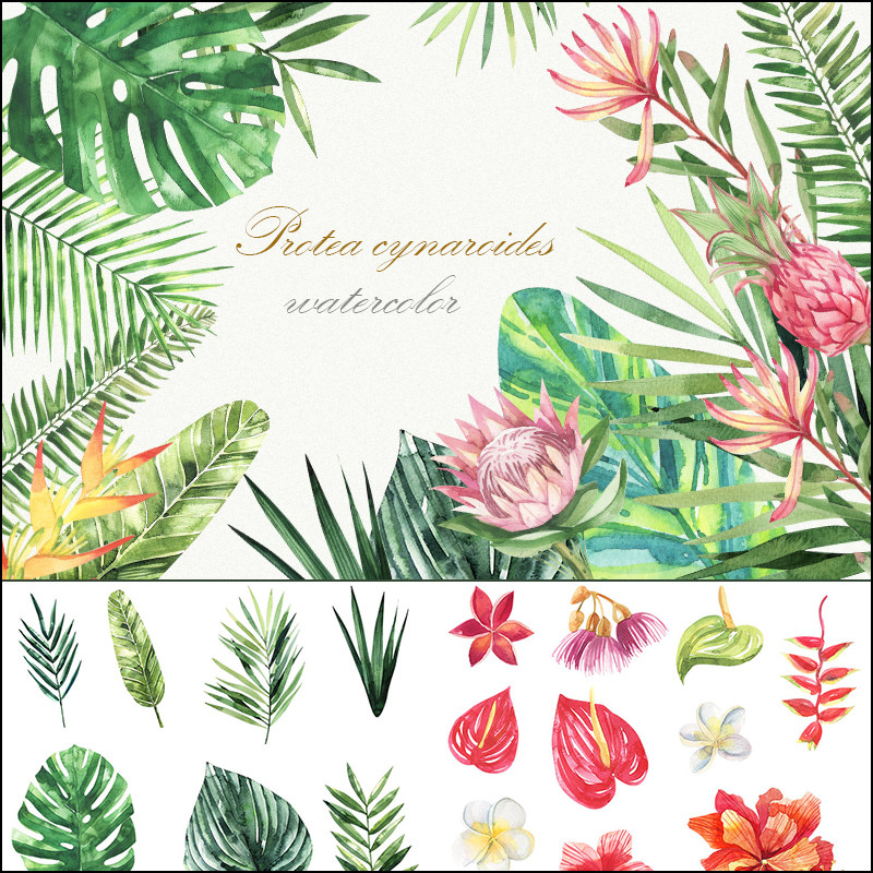 森系水彩热带绿色植物棕榈龟背阔叶帝王花png免抠图花纹设计素材