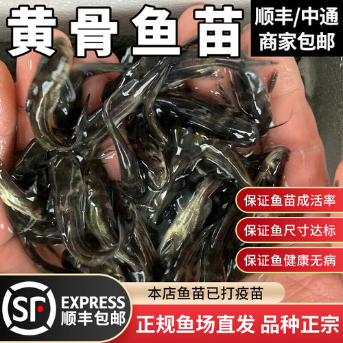 黄骨鱼苗淡水养殖食用活体黄颡鱼昂刺黄丫头黄鸭叫黄辣丁鱼苗