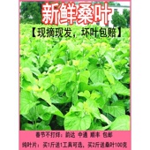 包邮 蚕宝宝新鲜桑叶学生养蚕套装 饲料春蚕卵小蚕活体鲜嫩桑叶现摘