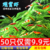 宠物观赏虾小工具虾除藻虾水晶虾樱花虾黑壳虾极火虾小虾活体淡水