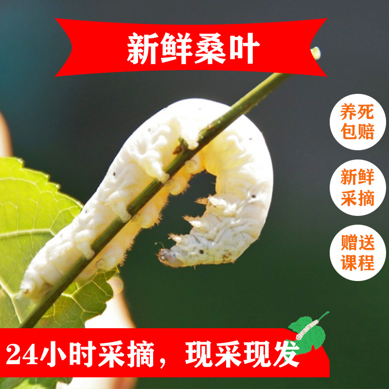 蚕宝宝卵活物学生养蚕套装七彩蚕宠物幼虫大小蚕卵1234龄新鲜桑叶