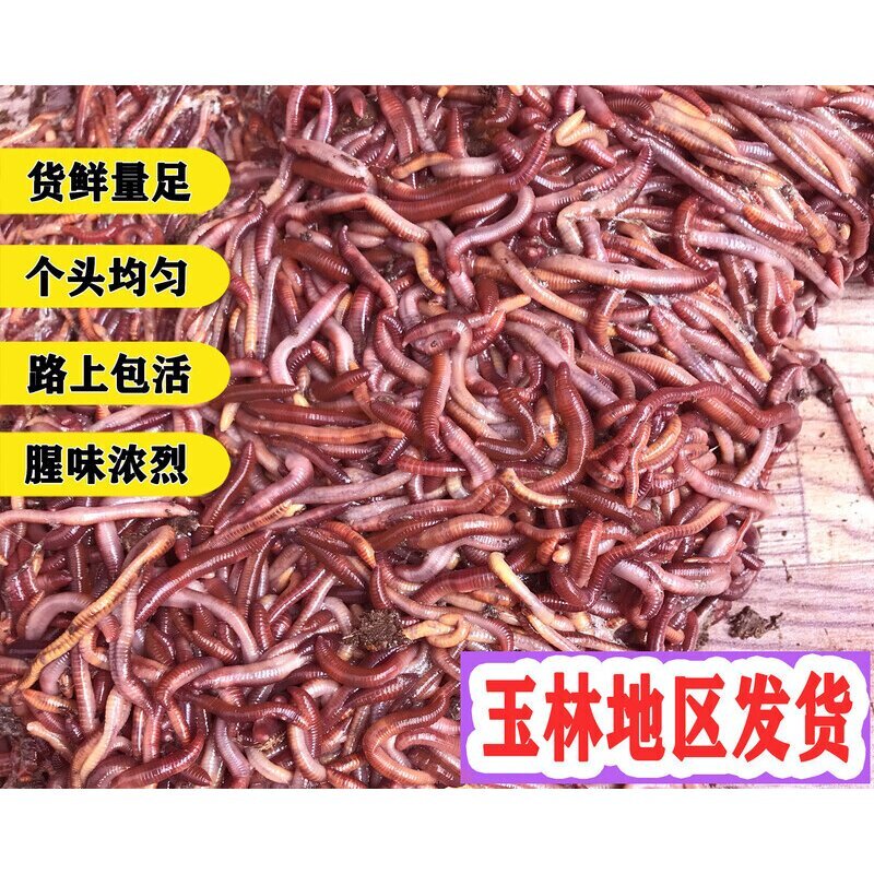 广西蚯蚓活饵鲜活大号红蚯蚓养殖苗垂钓鱼用红虫野钓罗非饵料包邮