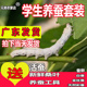 蚕宝宝活体幼虫蚕子蚕卵蚕种嫩桑叶新鲜春蚕天然金丝学生养蚕套装