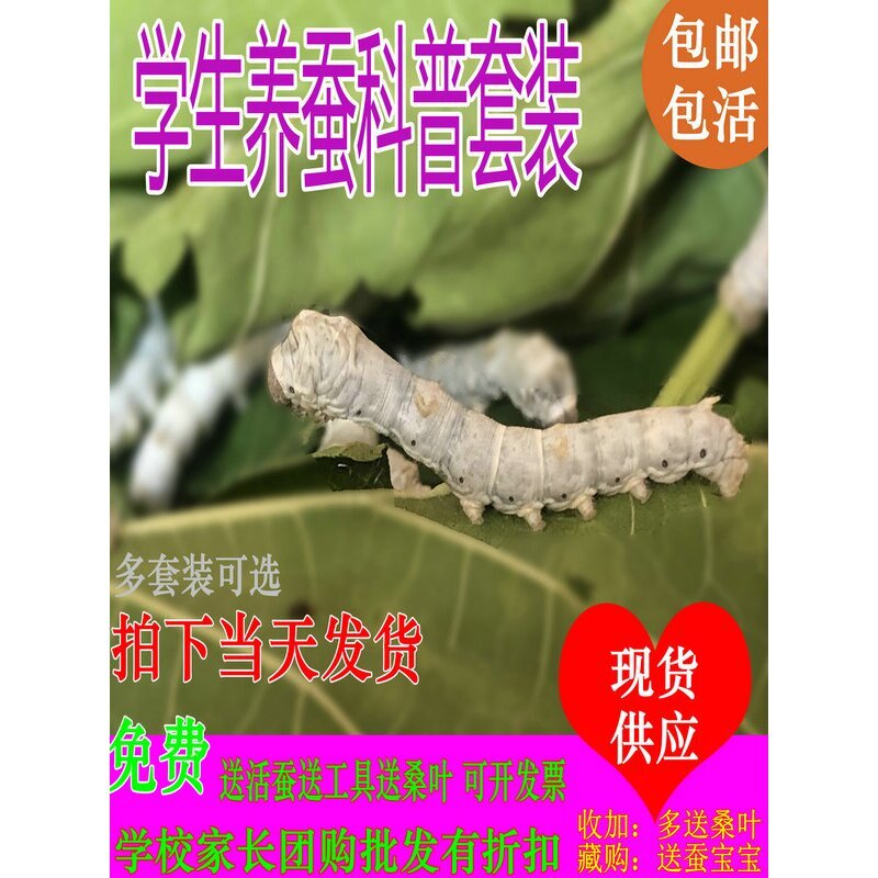 蚕宝宝套装免运费送新鲜桑叶蚕卵包孵化科普包活蚕虫爬行类宠物
