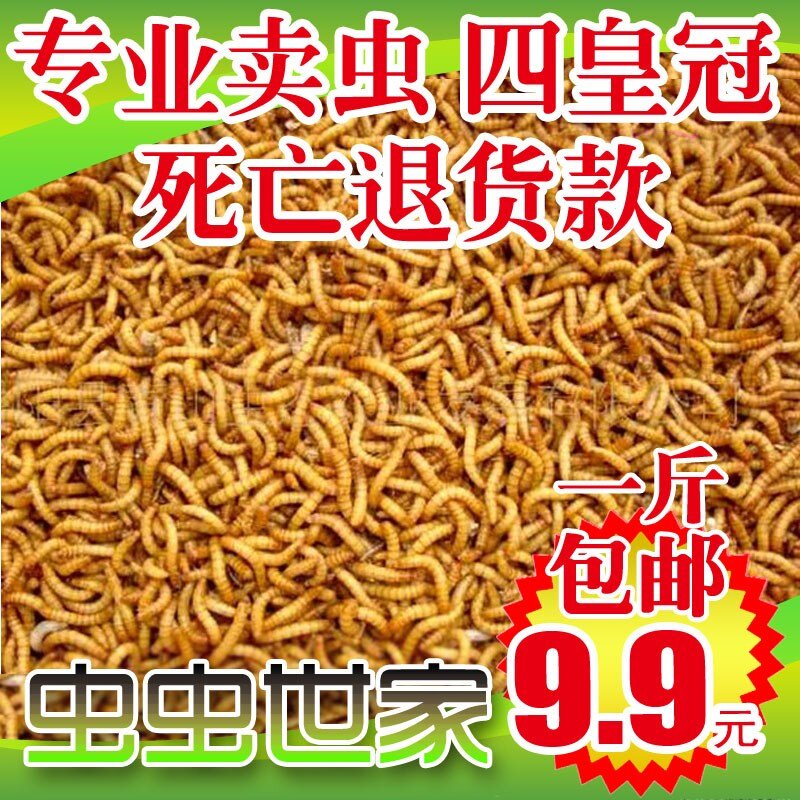 鲜活虫鱼饲料种虫活体面包虫一斤龙鱼八哥画眉鸟血鹦鹉宠物活虫