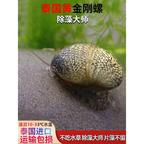 泰国黄金刚螺斑马螺除藻淡水鱼缸壁藻褐藻螺黑金刚螺观赏螺鲍鱼螺