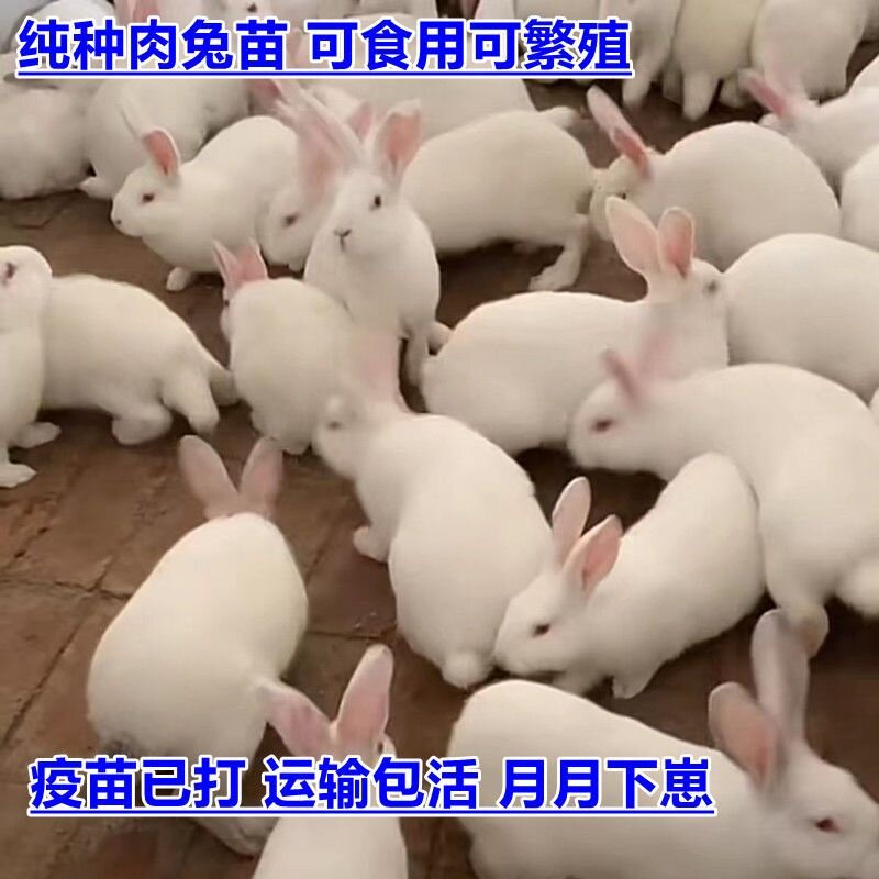 兔子活物公母一对活体宠物家兔活兔肉兔子苗巨型兔子苗家养幼兔苗