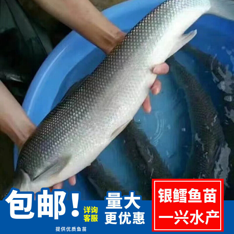 银鳕鱼苗 大鳞鲃鱼苗 雪鱼苗 好养殖 活体包邮