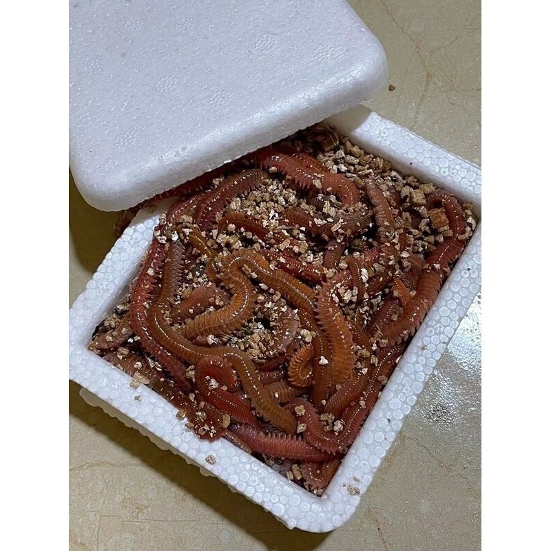 活沙蚕海蚯蚓青红虫海蜈蚣海蚂蟥海钓活饵鲤鱼食鲈鱼饵腥路亚饵