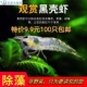 黑壳虾除藻大号观赏虾工具乌龟宠物活体饲料 损水族箱鱼缸冷水 包邮