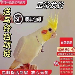 玄凤鹦鹉活体会学说话手养宠物黄化玄凤鹦鹉活鸟一对可繁殖鸟活物