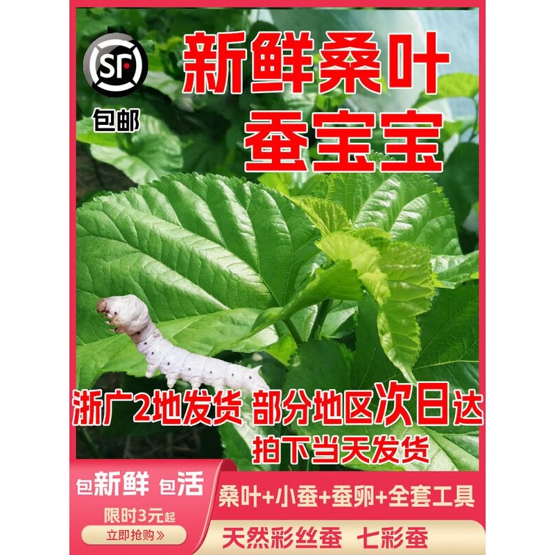 桑叶新鲜嫩现摘蚕吃送金丝蚕宝宝学生养蚕套装大叶桑树叶饲料蚕卵