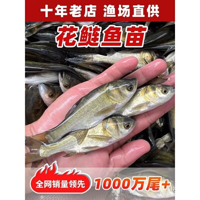 大头鱼苗花鲢鱼苗胖头鱼淡水活体养殖黑鲢鳙鱼四大家鱼苗活体雄鱼