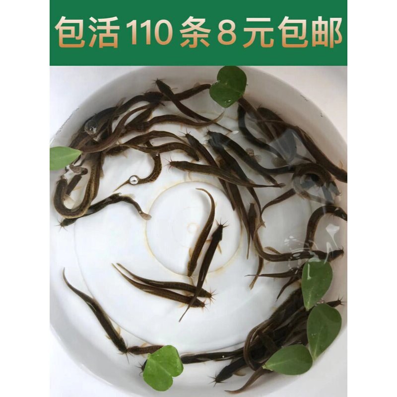 台湾小泥鳅苗泥鳅鱼鲜活乌龟龙鱼黑鱼活鱼金鳅筏钓鱼翘嘴养殖鱼苗