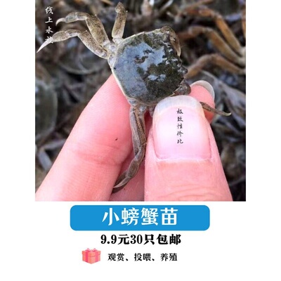 淡水蟹苗观赏小螃蟹河蟹狗头河豚乌龟宠物蟹深水蟹活体爬宠迷你蟹