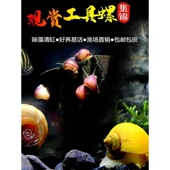 观赏螺苹果螺黑金刚彩蛋螺神秘黄金斑马洋葱清洁除藻工具螺活体螺