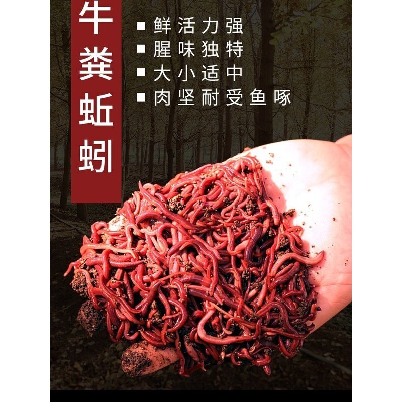 钓鱼活饵蚯蚓野钓鲜活小号大号特大号红虫1斤大红散装盒装黑坑饵