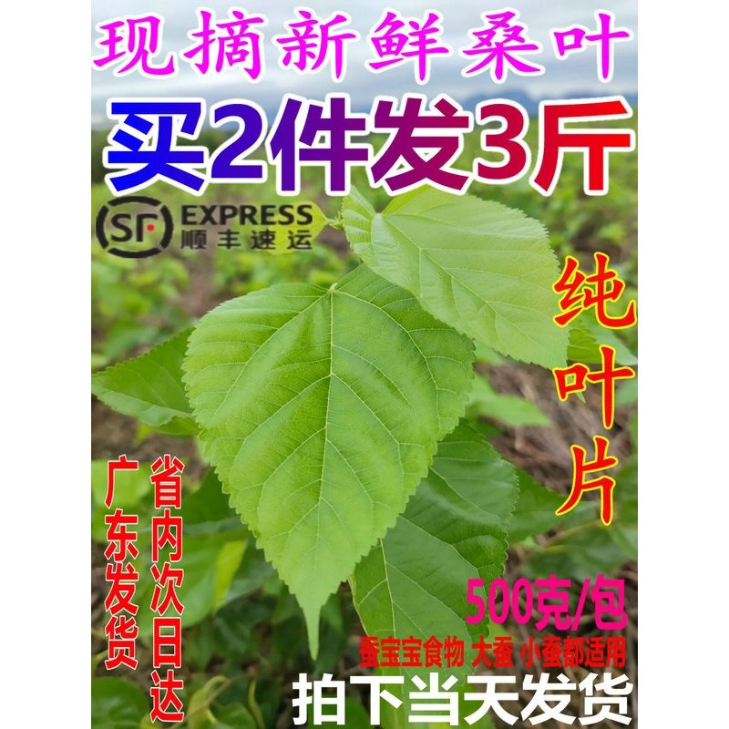 蚕宝宝食物嫩桑芽大肉厚桑树苗盆栽包邮农家桑叶新鲜包邮新鲜桑叶