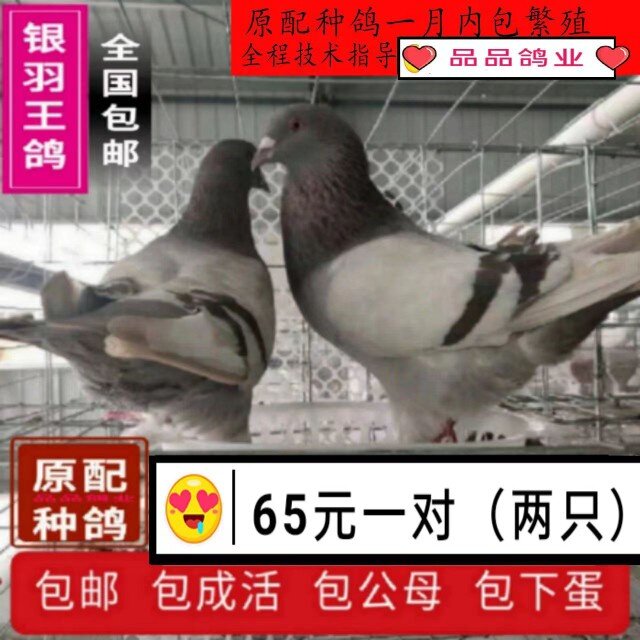 鸽子活  一对 银王鸽 白羽王种鸽 可繁殖肉鸽小鸽 幼鸽 青年鸽