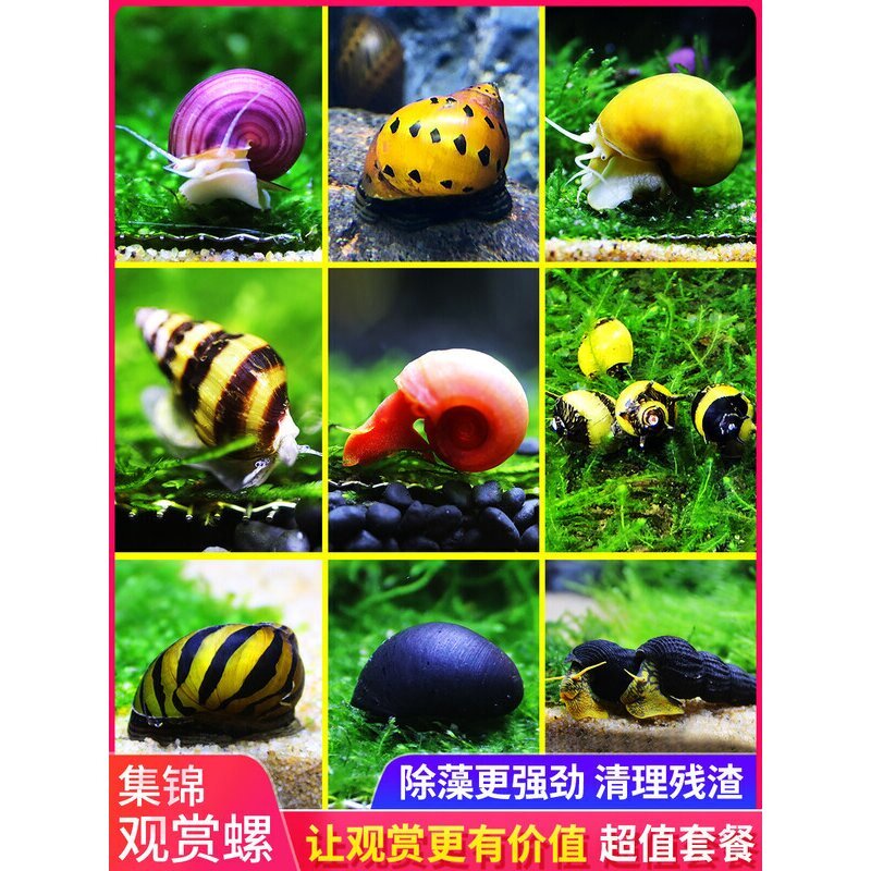 观赏螺活体淡水苹果螺除藻螺洋葱螺斑马螺紫纹羊角螺工具螺金刚螺