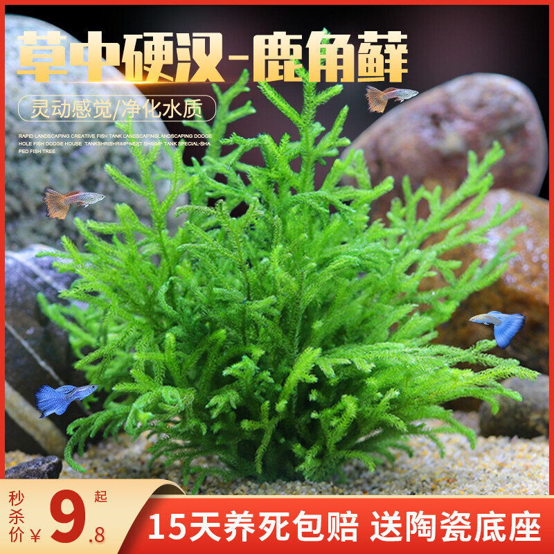 鹿角苔藓鹿角榕活体水草无土耐活耐低温苔藓鱼缸生态瓶雨淋缸造景