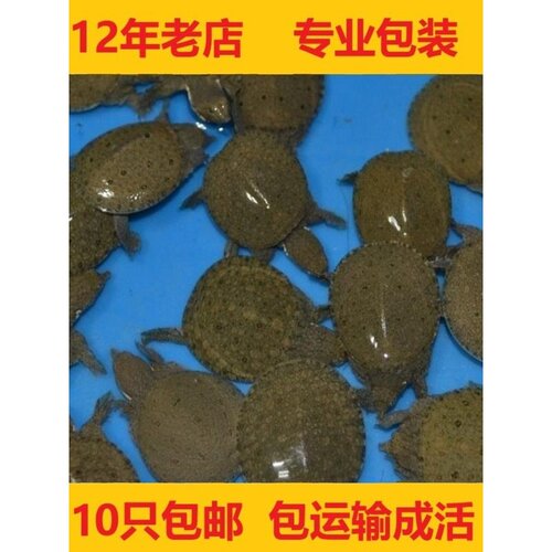 外塘养殖中华鳖苗小甲鱼苗水鱼团鱼苗龙鱼活体饲料王八/现货包邮