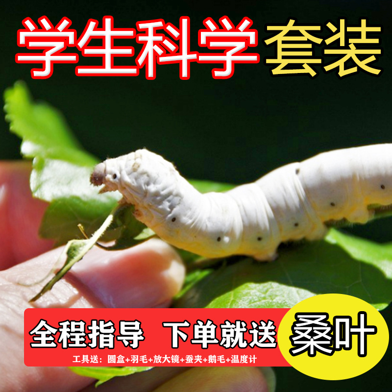 蚕宝宝卵活物学生养蚕套装七彩蚕宠物幼虫大小蚕卵1234龄新鲜桑叶