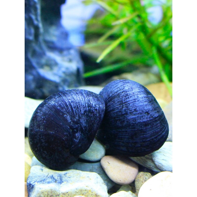 观赏螺苹果神秘黄金斑马洋葱活体螺黑金刚彩蛋螺工具螺清洁除藻螺