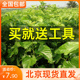 新鲜桑叶天然活体彩色蚕宝宝食物喂蚕卵养蚕套装 饲料北京现摘嫩叶