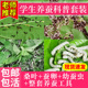 蚕宝宝活物幼蚕活体1龄234龄小蚕学生养蚕套装 春蚕七彩蚕蚕卵桑叶