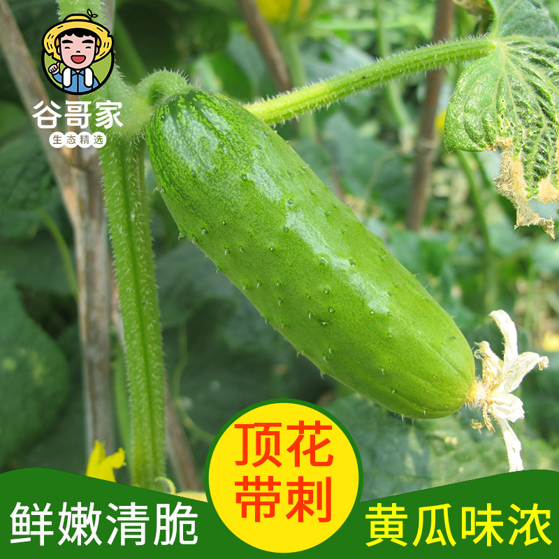秋黄瓜500g现摘谷哥家北京平谷生态精选水果新鲜黄瓜生吃农家自种使用感如何?