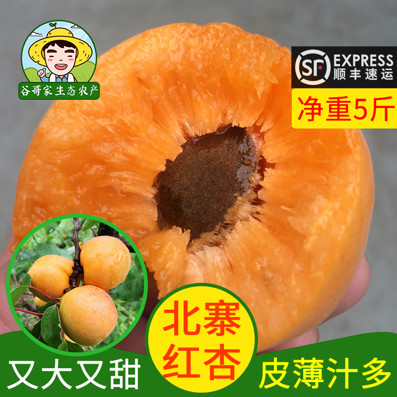 北寨红杏净重5斤酸甜多汁爽口北京平谷新鲜水果谷哥家酸甜杏 甜核