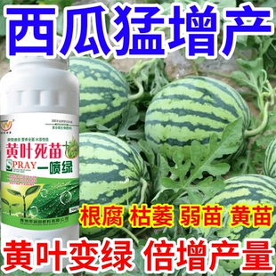 西瓜猛增产黄叶死苗一喷绿猝倒根腐弱苗黄苗枯萎一喷复活倍增产量