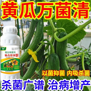 黄瓜万菌清防治细菌病锈病炭疽病叶斑病黄斑病杀菌抗病通用菌立净