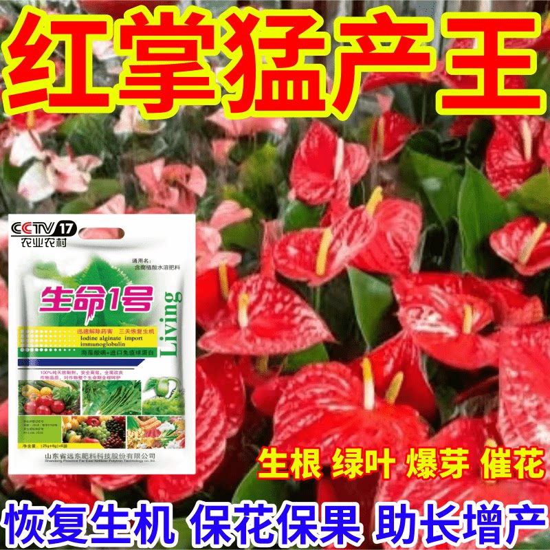 红掌猛产王僵苗矮化枯萎烂根一喷复活果树蔬菜叶面水溶肥有机肥料