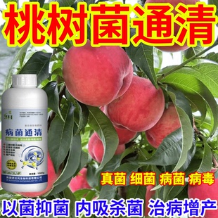 桃樹菌通清真菌細菌病毒病早晚疫病霜霉病白粉病灰霉病稻瘟病銹病