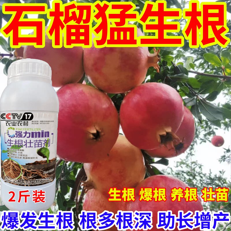 石榴猛生根根壮苗剂速效生根液大树移植苗木扦插果树蔬菜生根剂