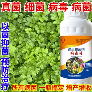 真菌 病菌卉抗重茬防治銹病炭疽病葉斑病霜霉病葉斑病 病毒 細菌