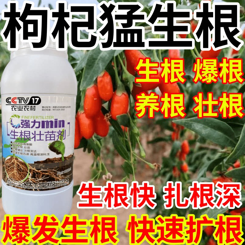 枸杞猛生根爆发生根养根护根壮苗水培移栽扦插果树蔬菜花卉生根剂