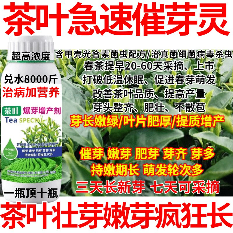 茶叶急速催芽灵催芽剂快速增长茶树发芽增产增收专用叶面肥肥料