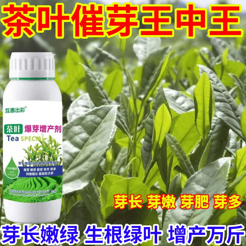 茶叶催芽王中王树专用肥茶叶催芽剂芽长嫩绿抗寒提前出芽芽多壮