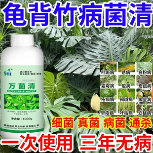 龟背竹病菌清病灰霉病稻瘟病锈病真菌细菌病毒杀菌剂果树蔬菜花卉
