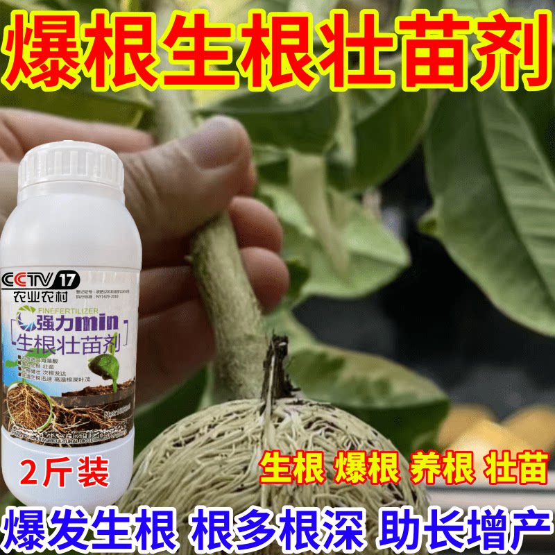 爆根生根壮苗剂壮苗剂速效生根液大树移植苗木扦插果树蔬菜生根剂
