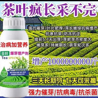 茶叶疯长采不完茶叶专用强力催芽耐寒嫩芽厚绿增产爆芽水溶肥料