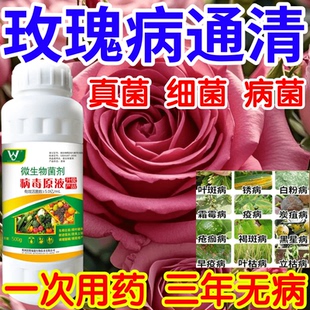 玫瑰病通清黑星病立枯病疫病锈病果树蔬菜花卉生根壮苗增产杀菌剂