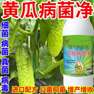 黄瓜病菌净菜花卉稻瘟病病毒白粉病灰霉病锈病病害清一喷清
